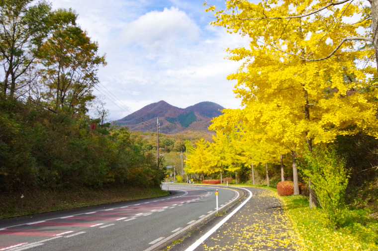 県道422号線のいちょう並木