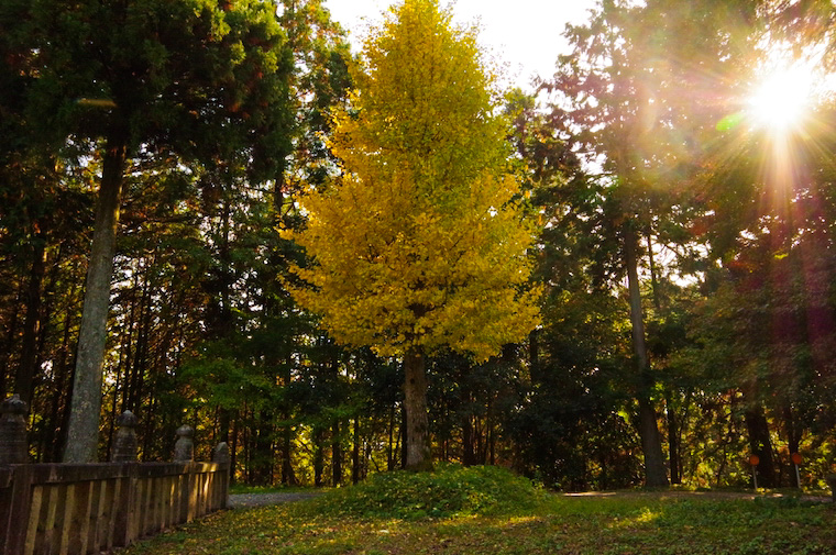 木山神社奥宮のいちょう