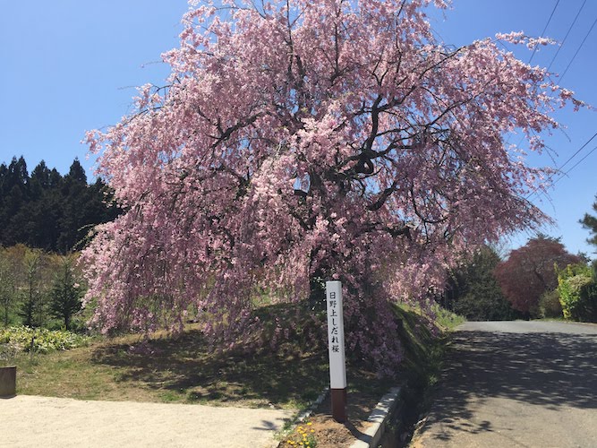 春特集 真庭の桜スポット7選 Manicolle 春特集 真庭の桜スポット7選 Manicolle