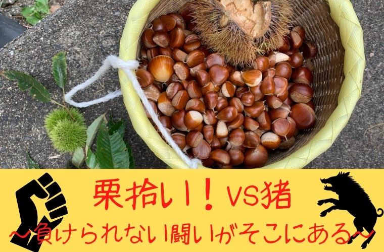 負けられない闘いがそこにある 栗拾い Vs 猪 Manicolle