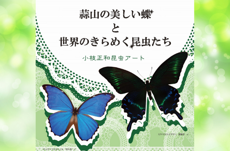 6/4〜7/18】蒜山の美しい蝶と世界のきらめく昆虫たち | ManiColle