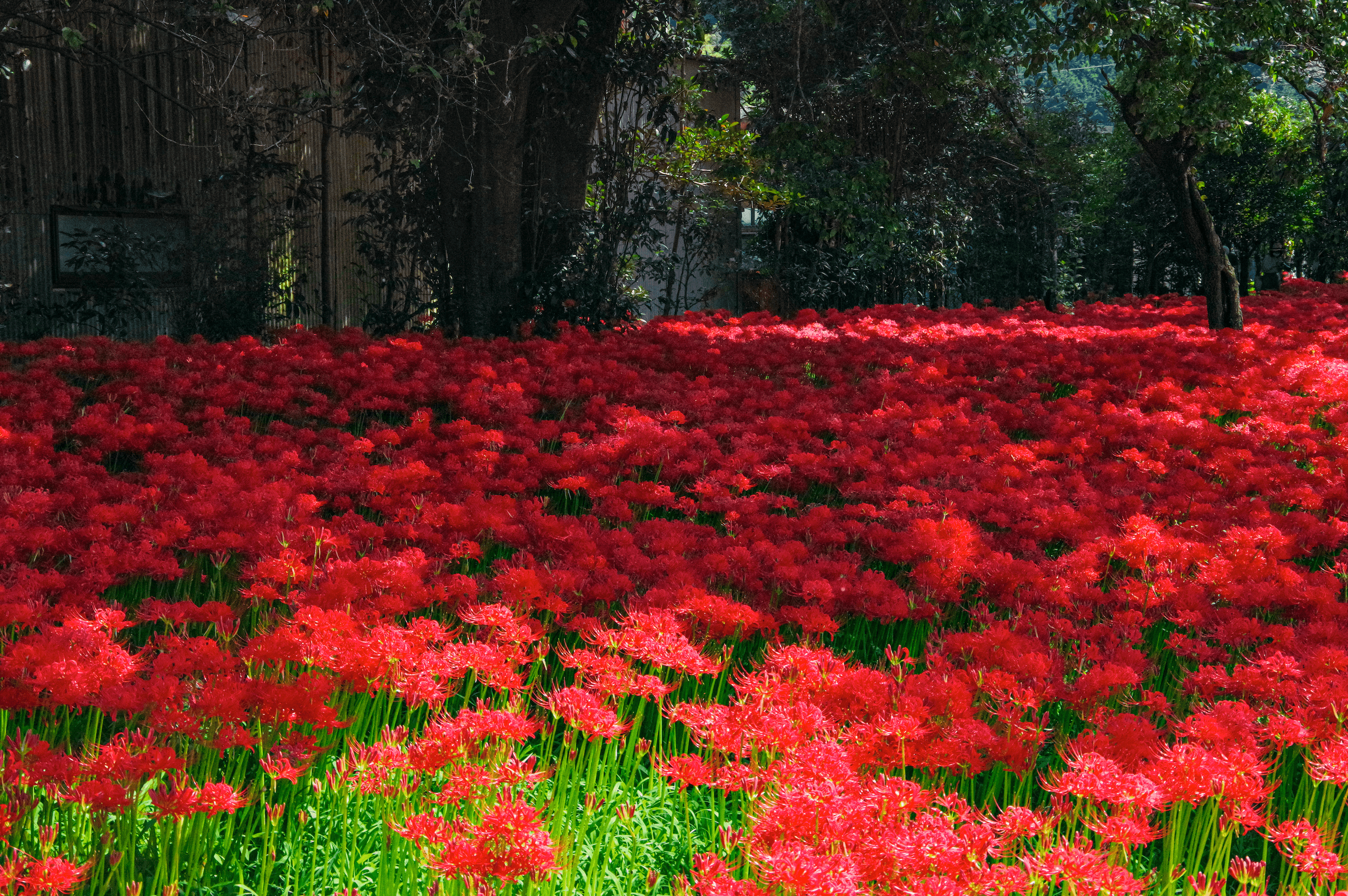 川東公園の彼岸花