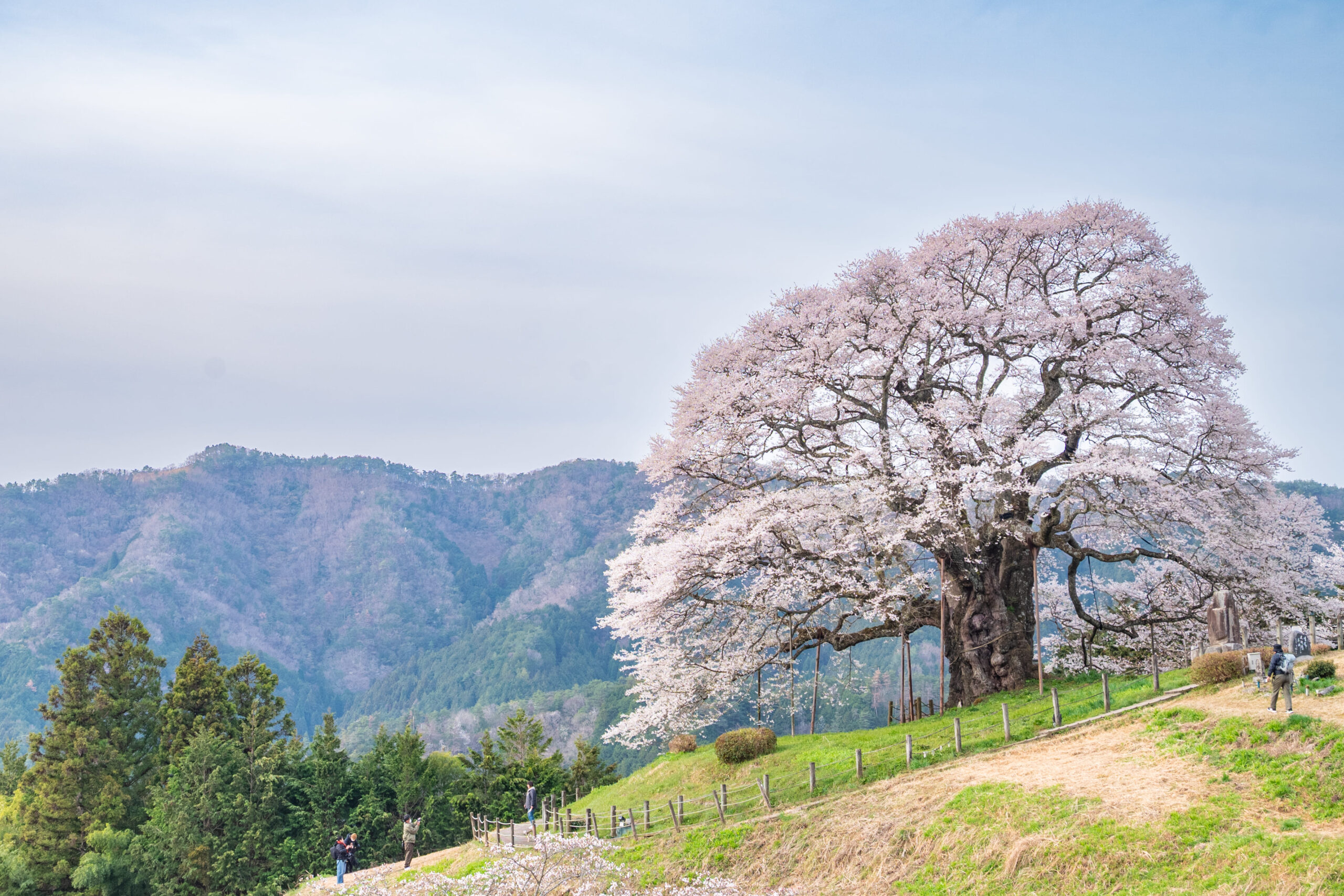 醍醐桜