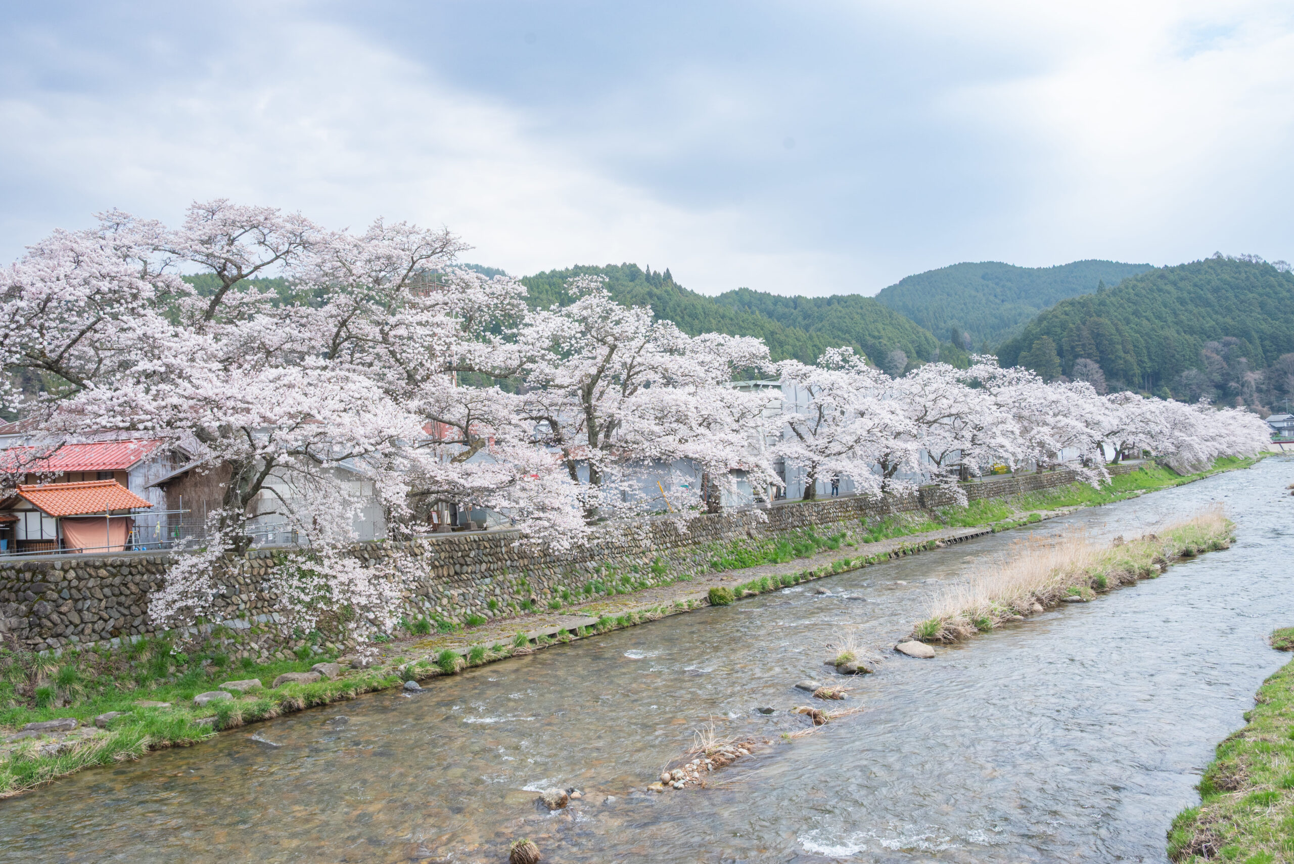 美甘宿場桜