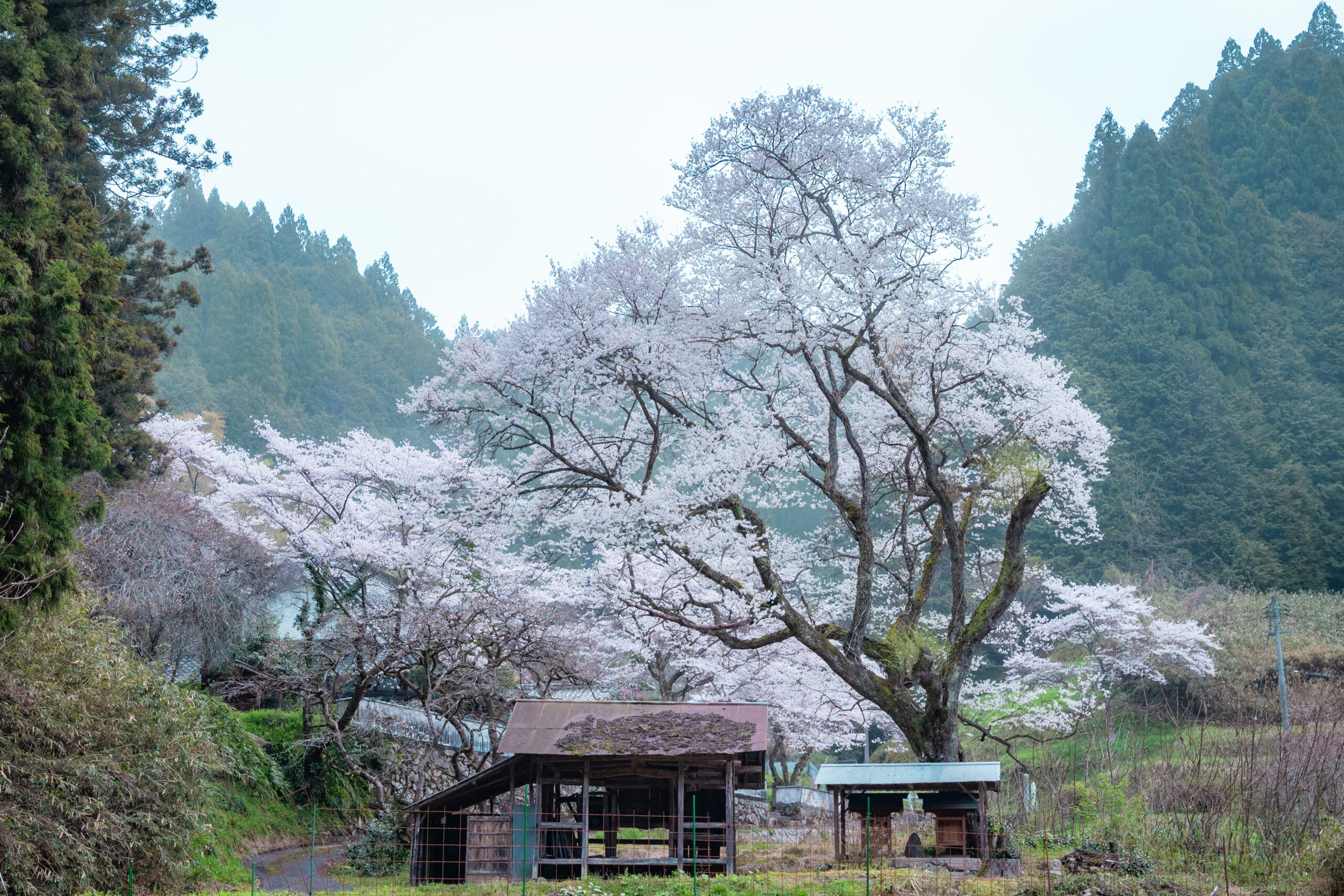桜本寺