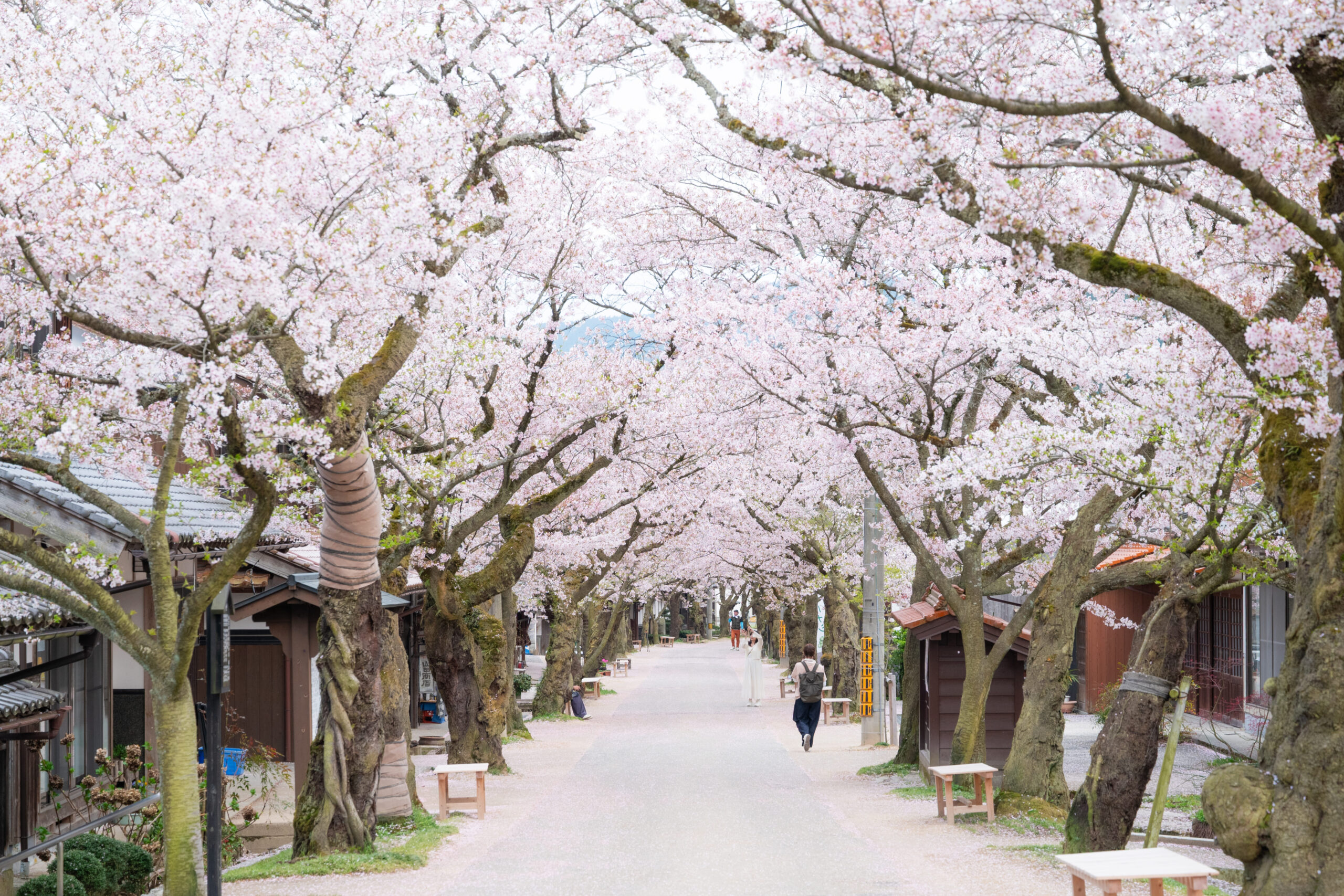がいせん桜