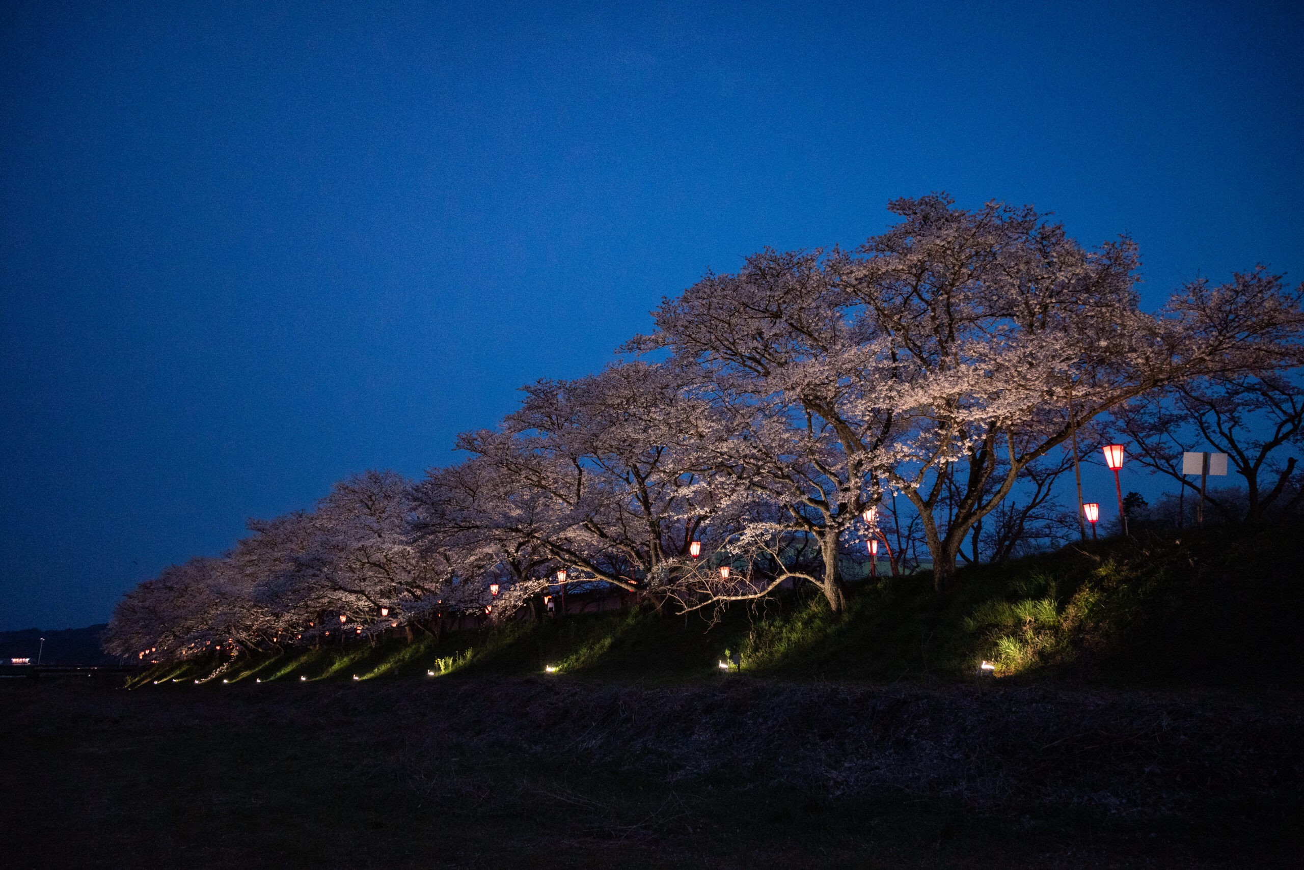 天領くせ桜まつり