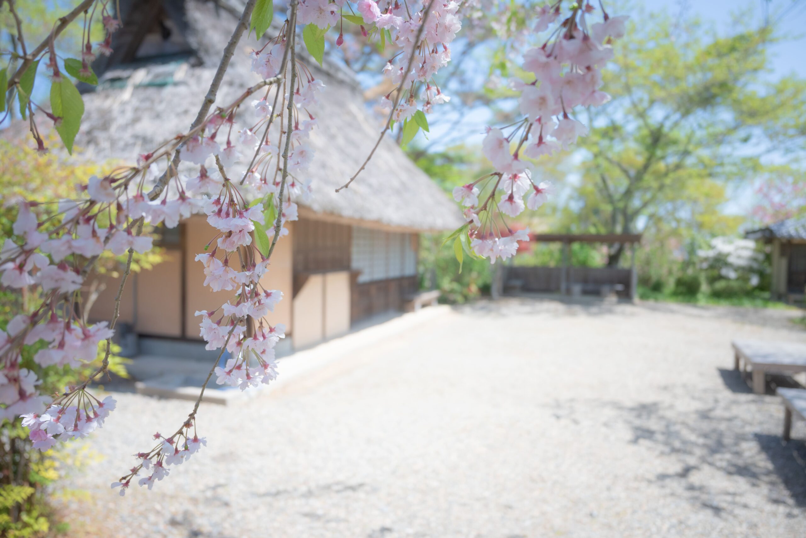花の山寺 春の花まつり